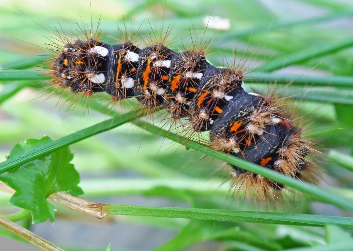 Acronicta rumicis Стрельчатка щавелевая