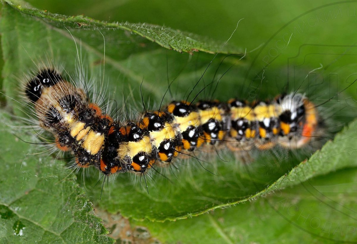 Стрельчатка Кленовая Имаго