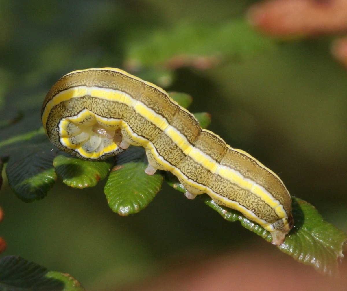Гусеницы на цветах