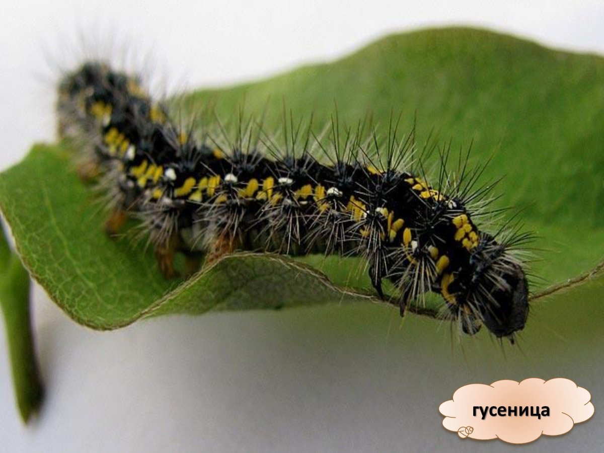 Гусеница медведицы Гикори