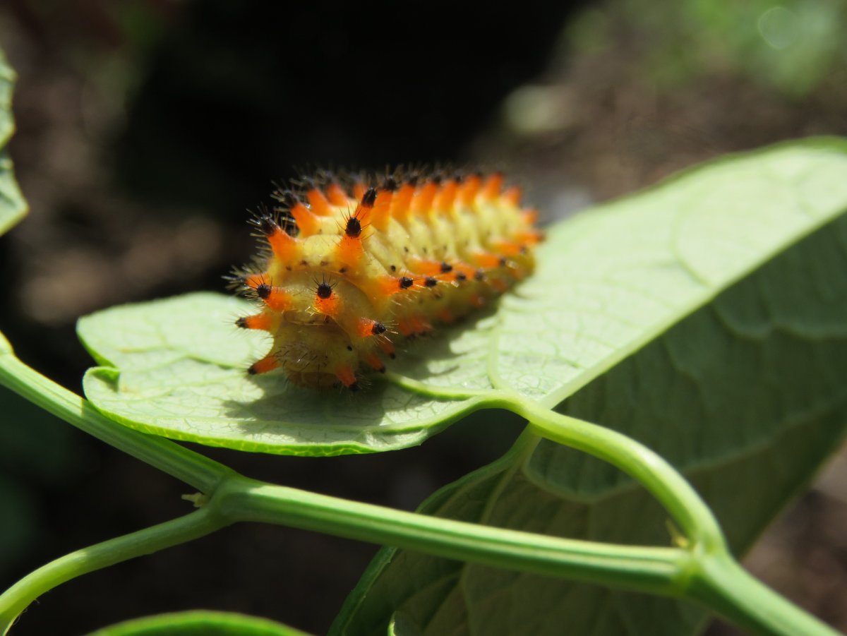 Гусеница палочник