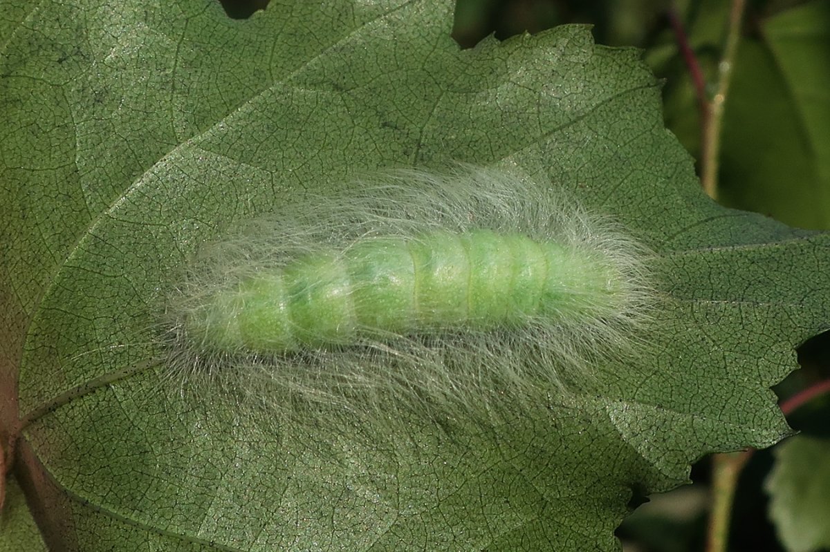 Acronicta leporina гусеница