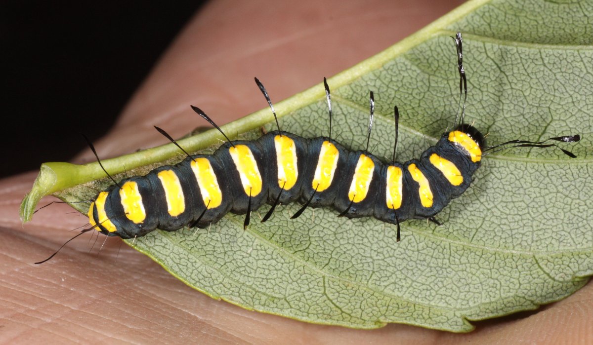 Гусеница Acronicta alni