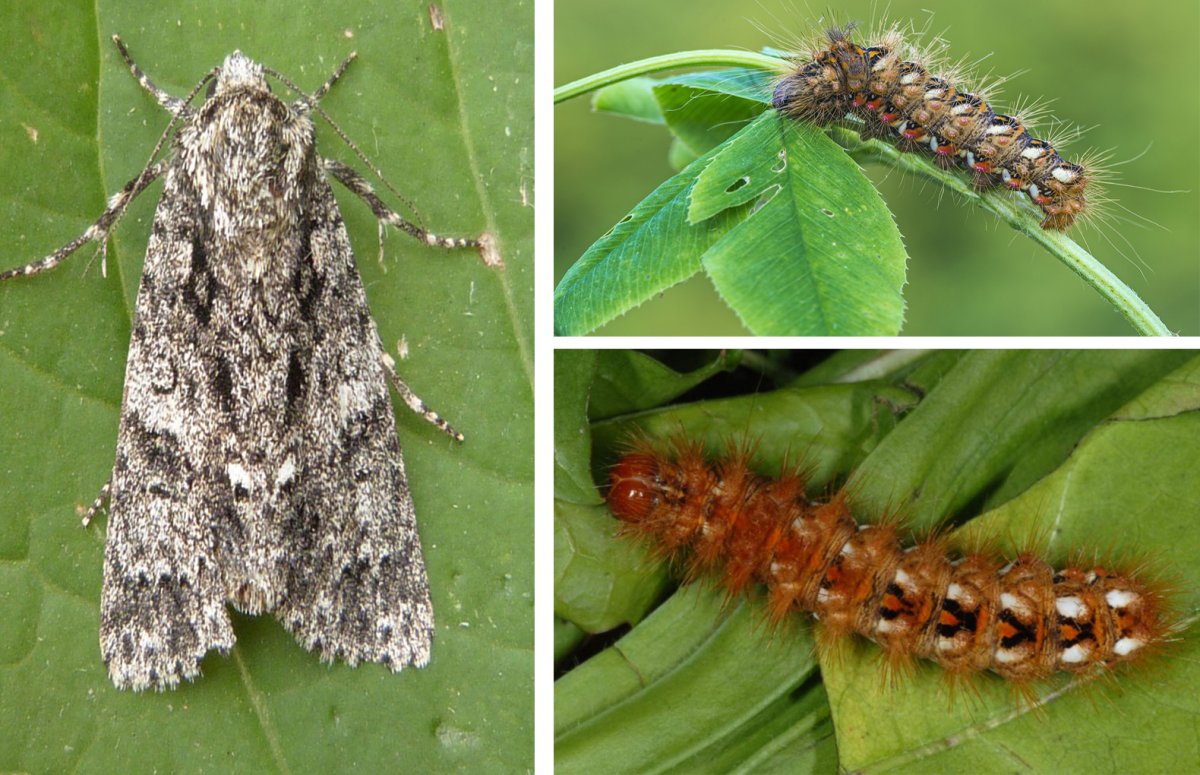 Златогузка - Euproctis chrysorrhoea l.