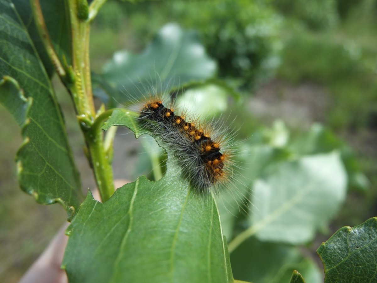 Стрельчатка Acronicta auricoma