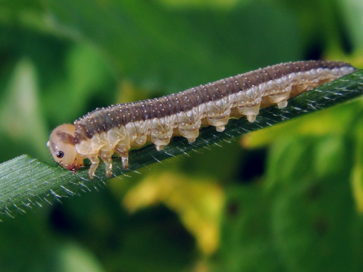 Ethmia pusiella гусеница