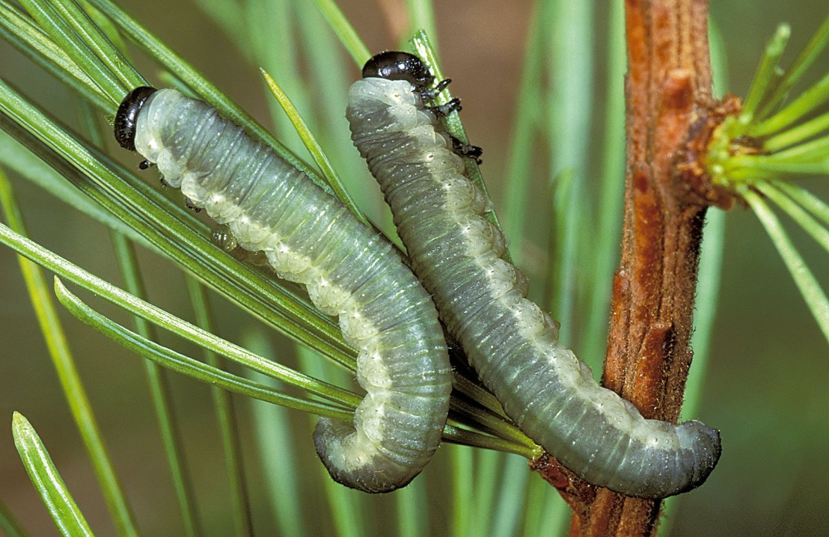 Еловый пилильщик - Ткач