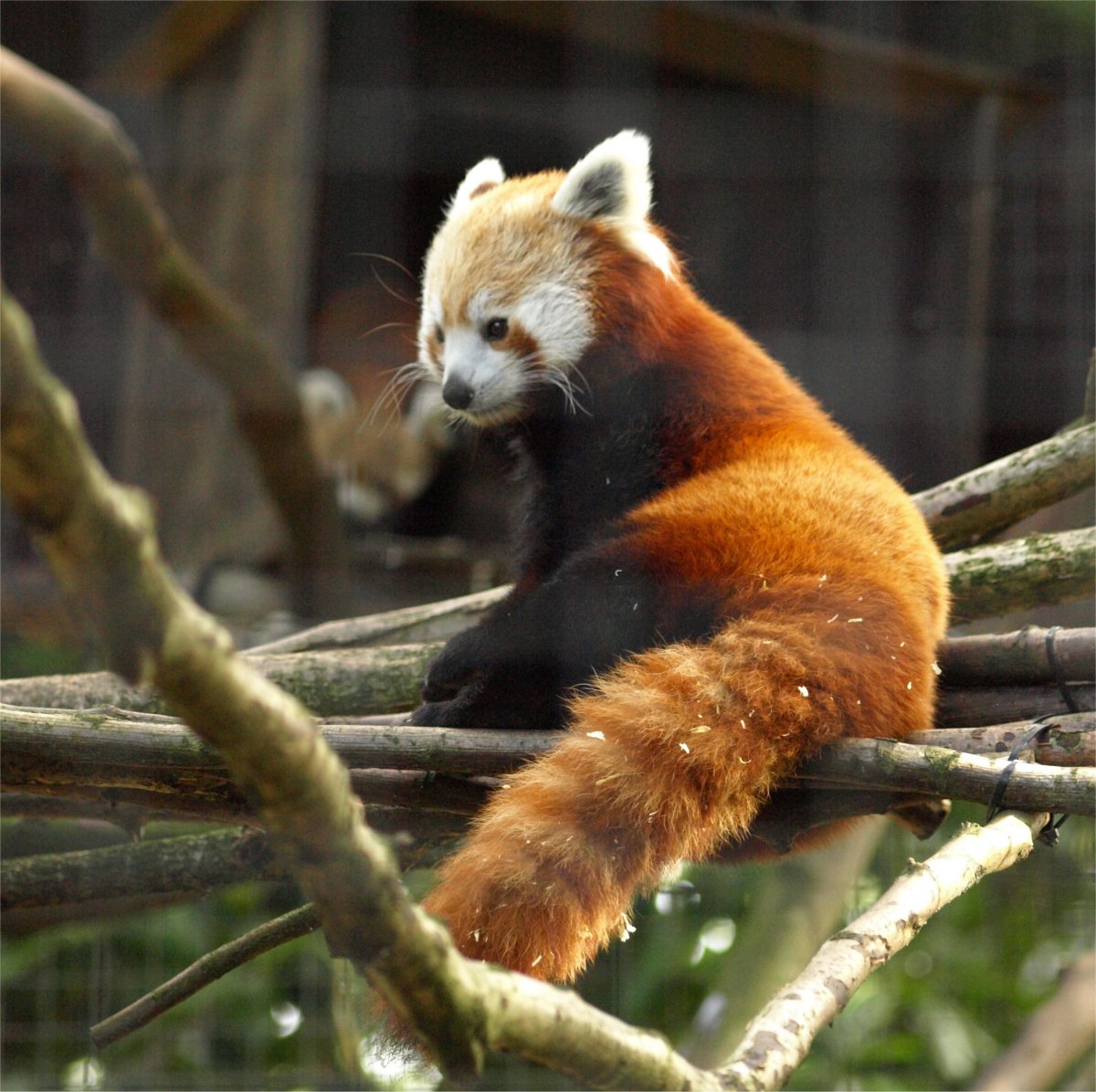 Красная Панда сбоку