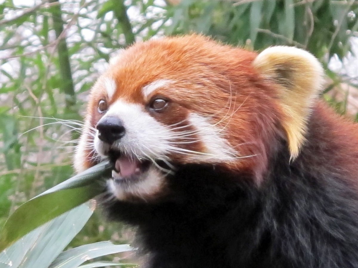 Красная Панда Стайана