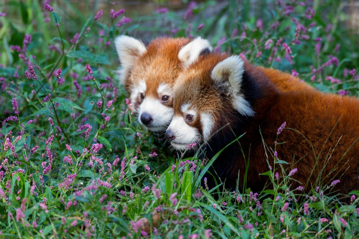 Красная Панда палитра