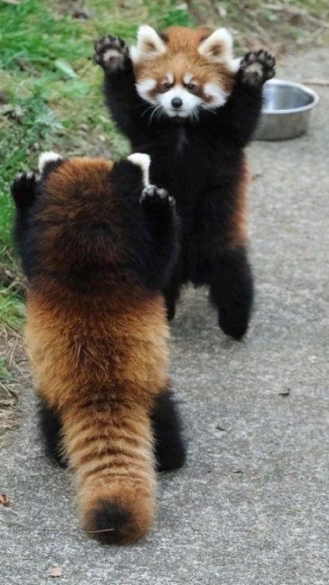 Красная Панда и енот