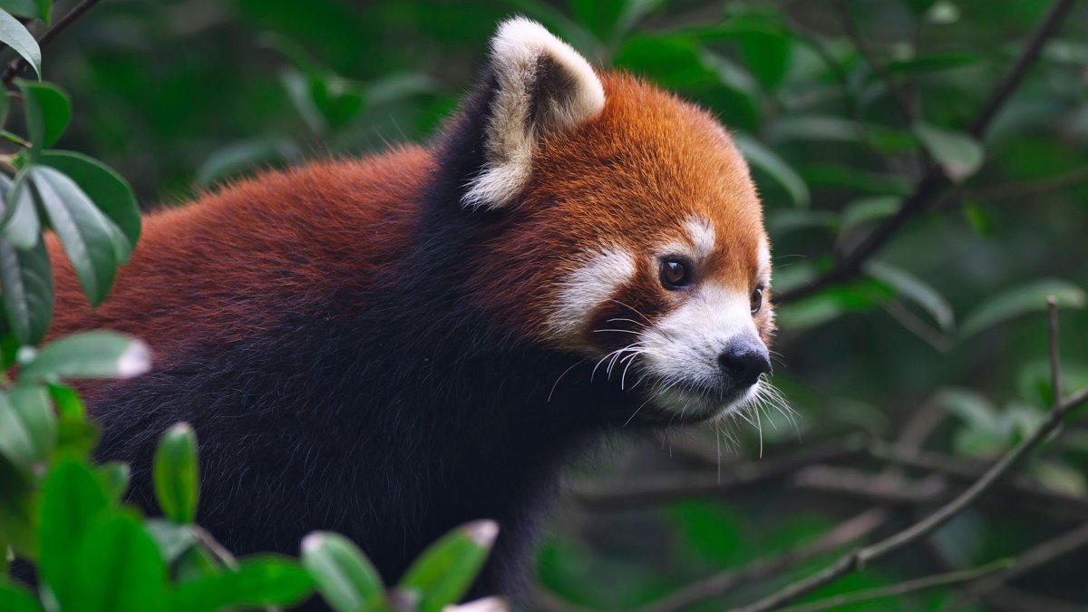 Turning Red красная Панда