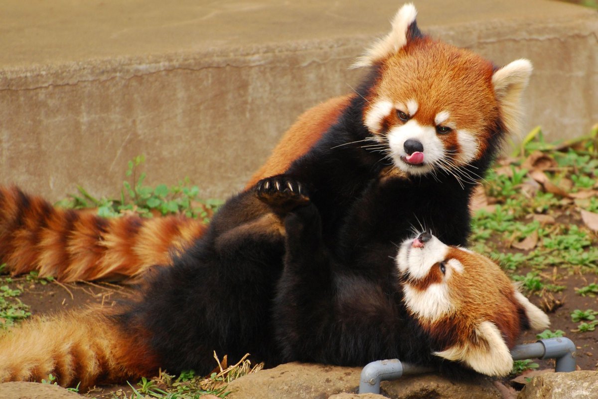 Красные панды обнимаются