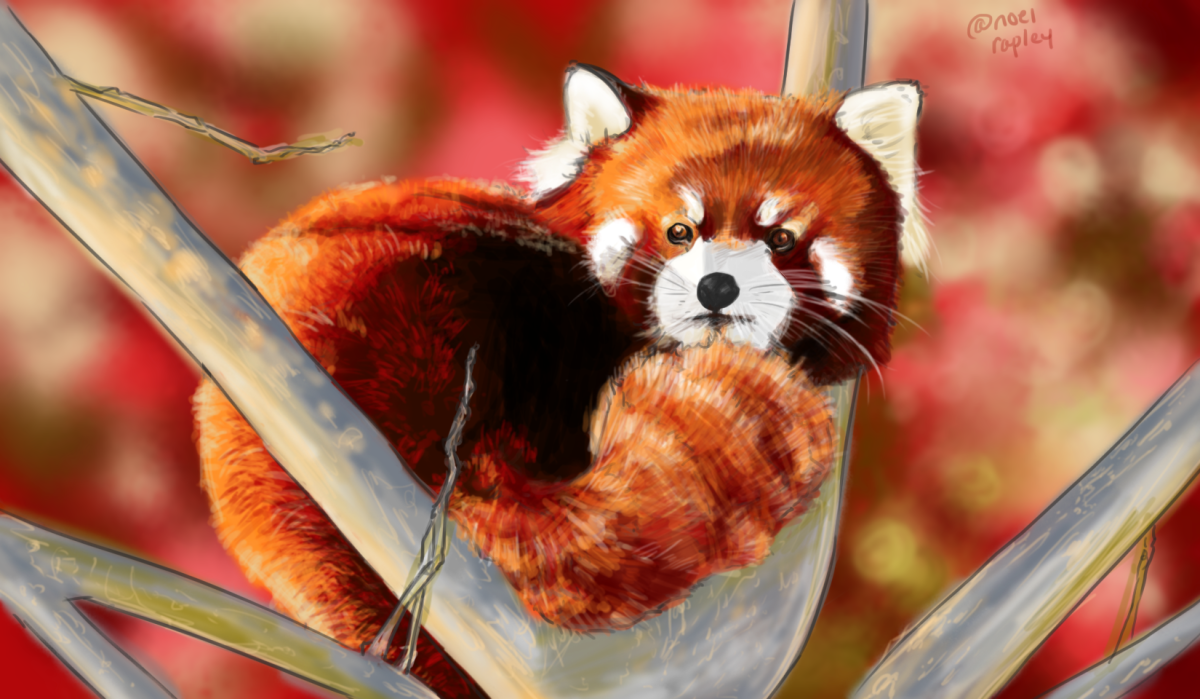 Картинки на рабочий стол красная Панда