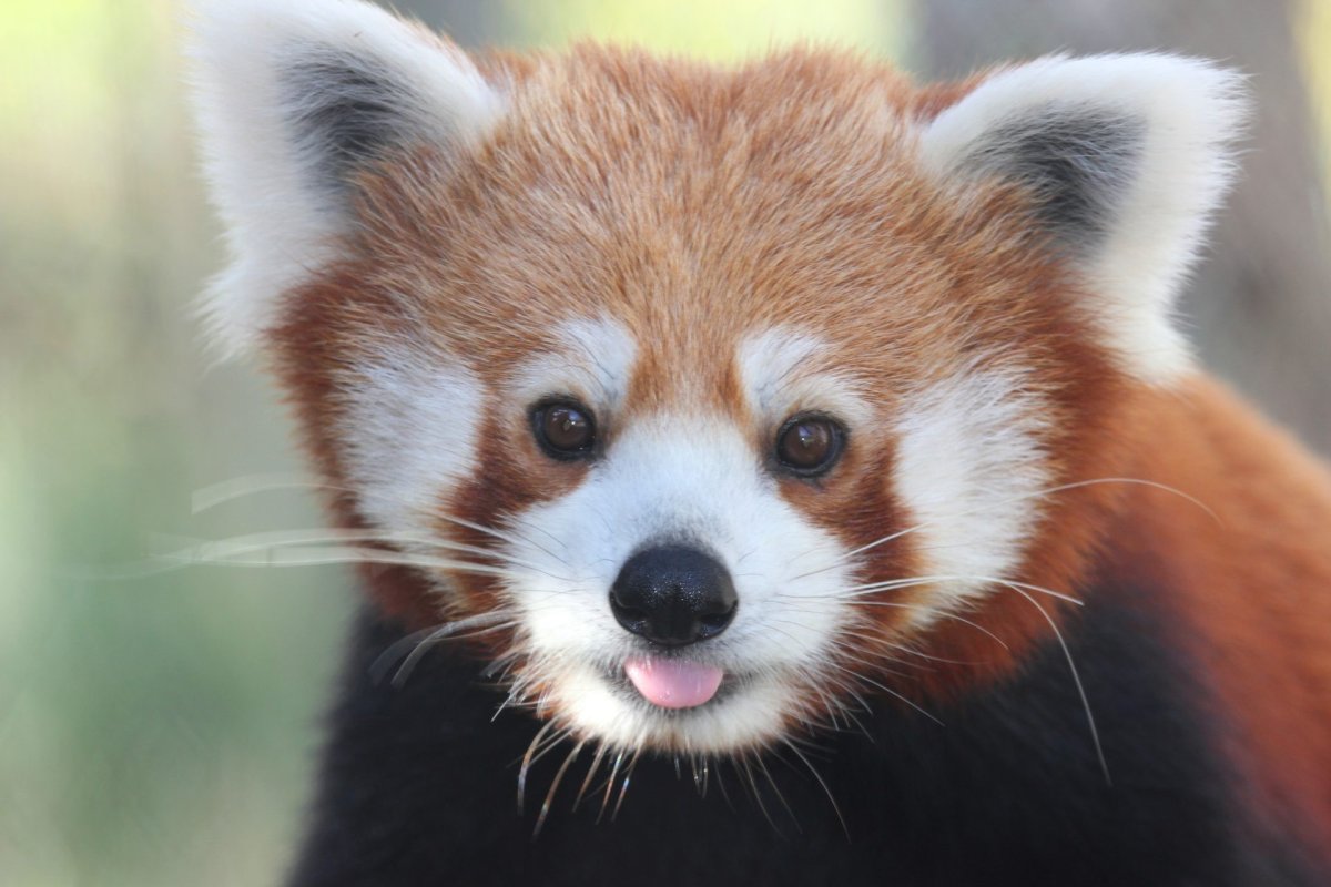 Красная Панда показывает язык