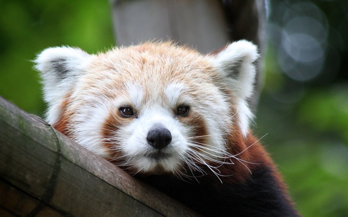 Красная Панда на рабочий стол