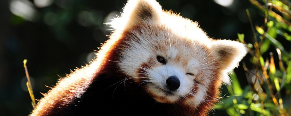 Малая Панда улыбается