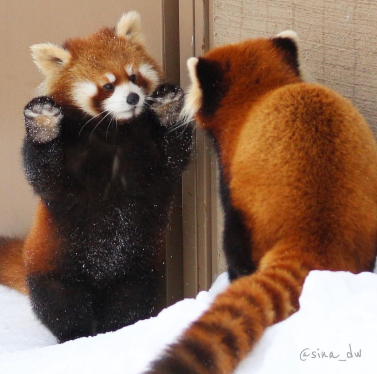 Красная Панда лапы