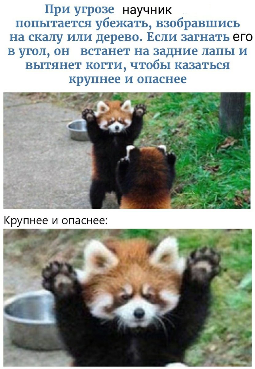 Сколько осталось красных панд