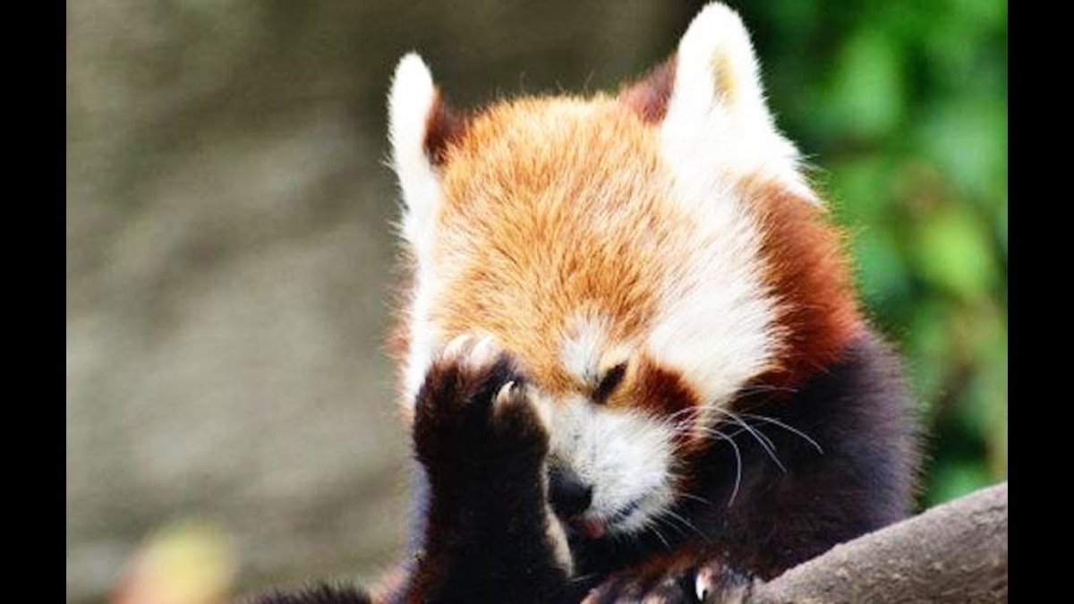 Панда и лиса