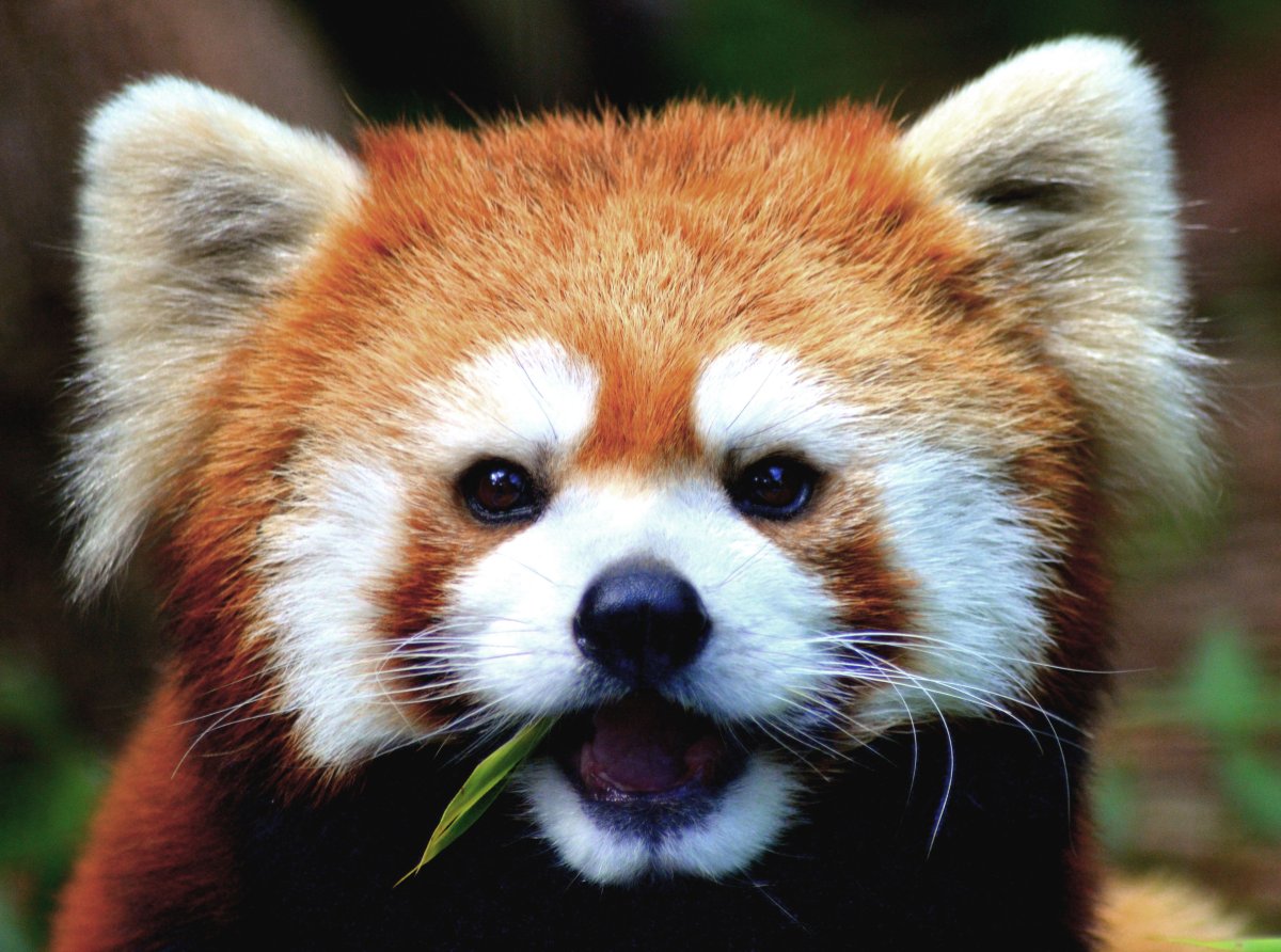 Малая Панда мордочка