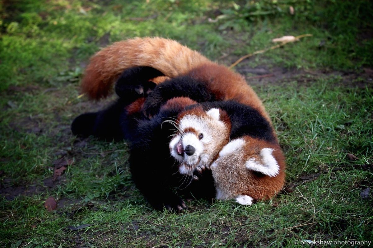 Панды дерутся