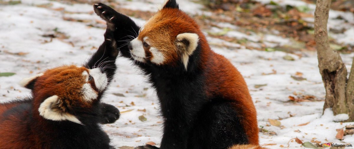 Красная Панда в ярости