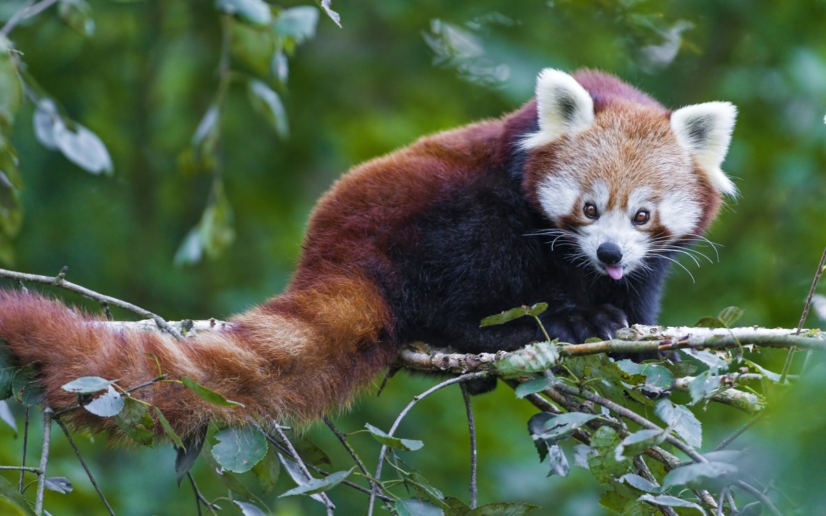 Японский енот