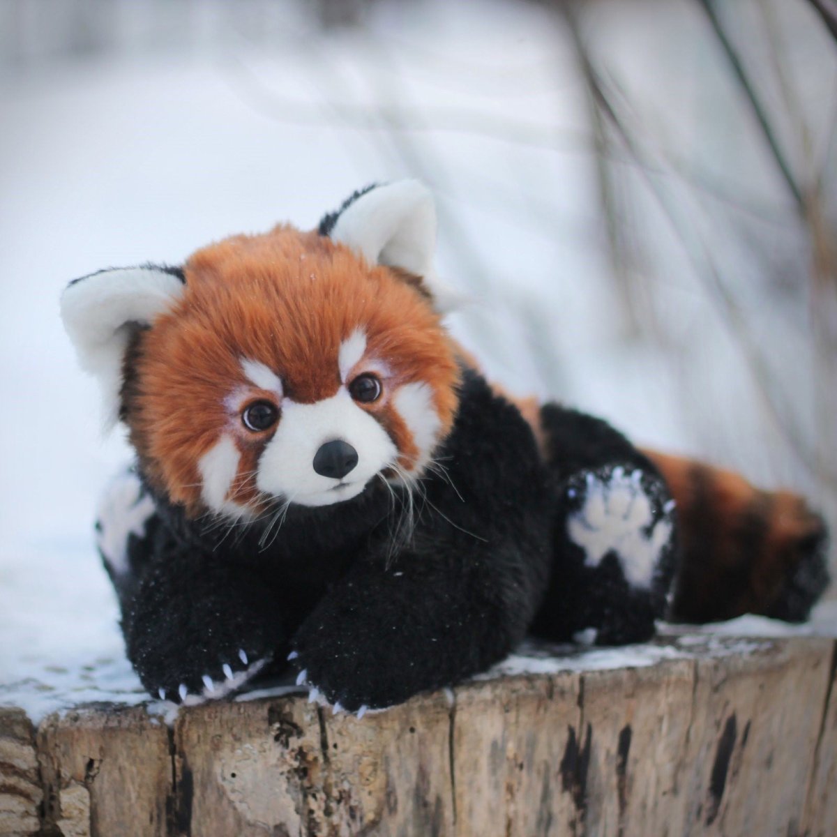 Малая (красная) Панда Стайана