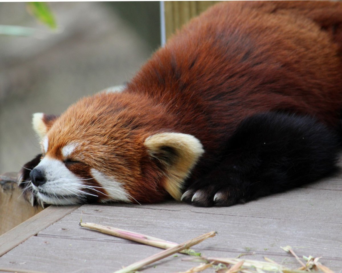 2 Красные панды