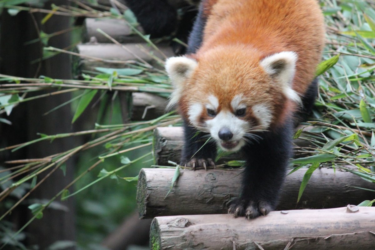 Красная Панда Чэнду
