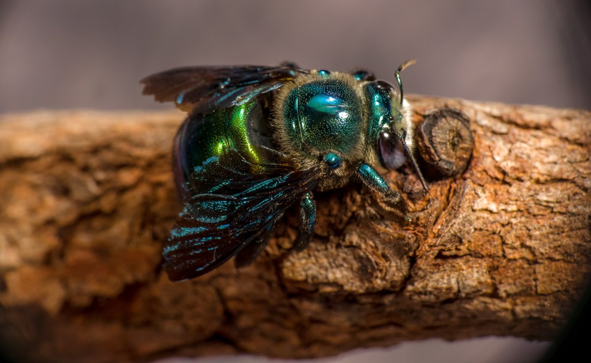 Xylocopa Bombylans