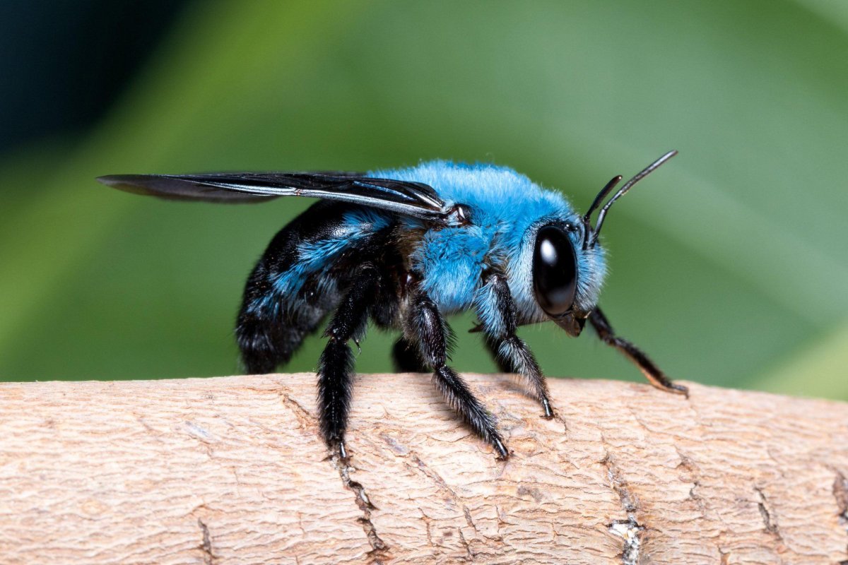 Xylocopa caerulea - пчела