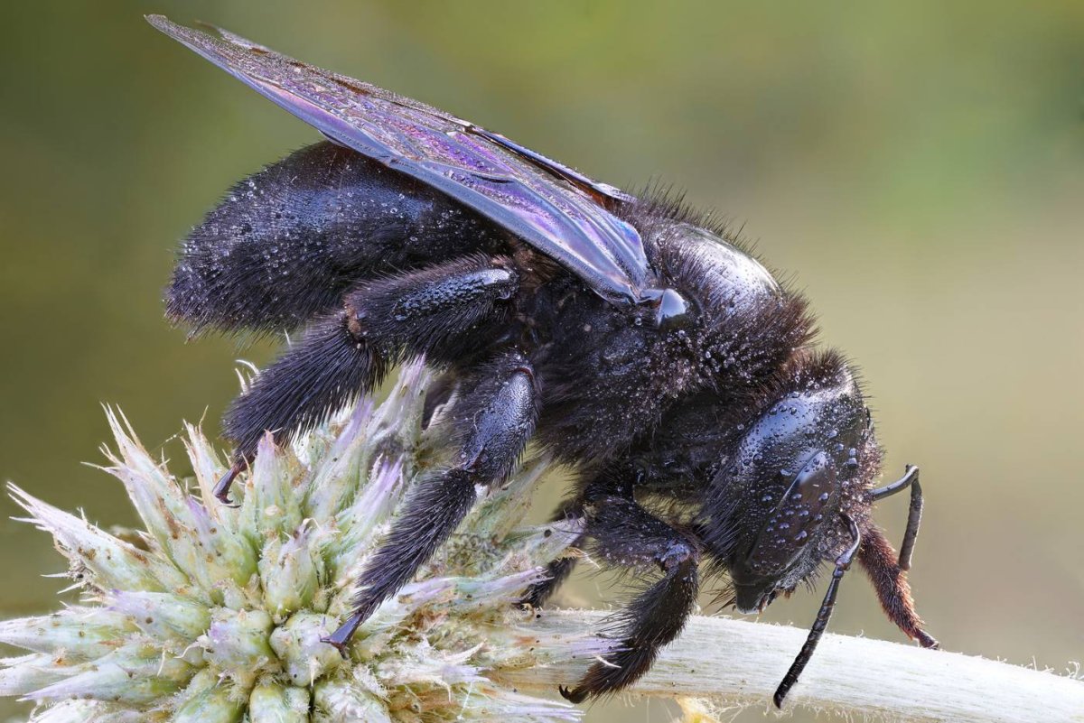 Пчела-плотник Xylocopa Valga