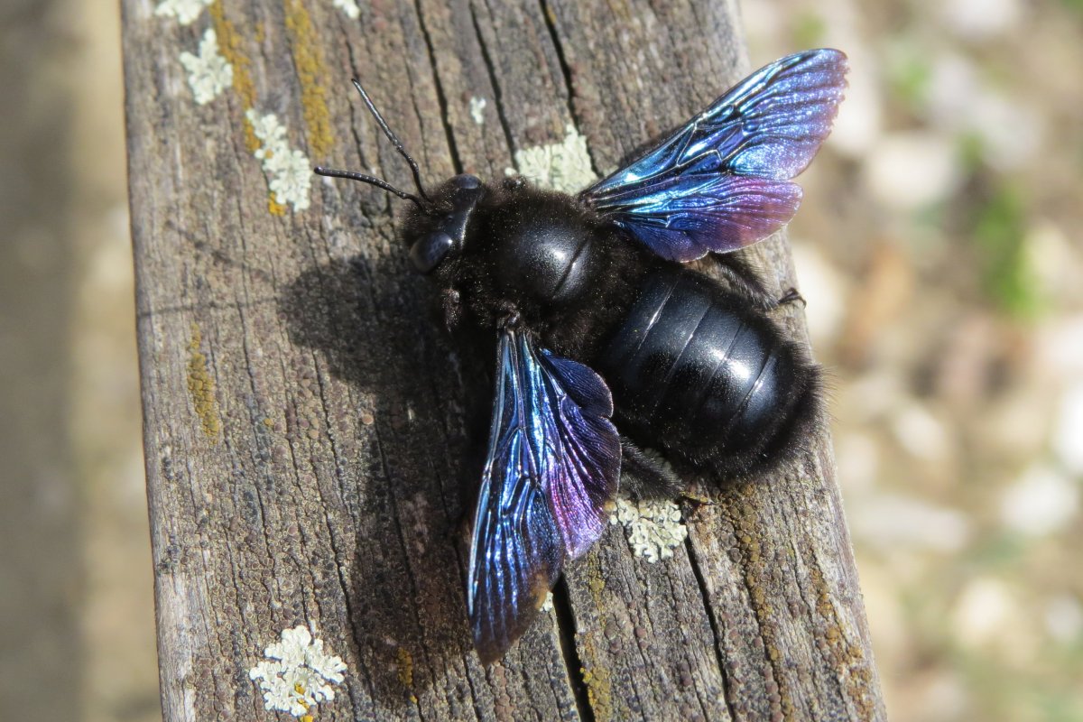 Пчела-плотник Xylocopa Valga