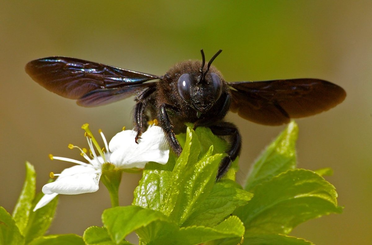 Ксилокопа обыкновенная