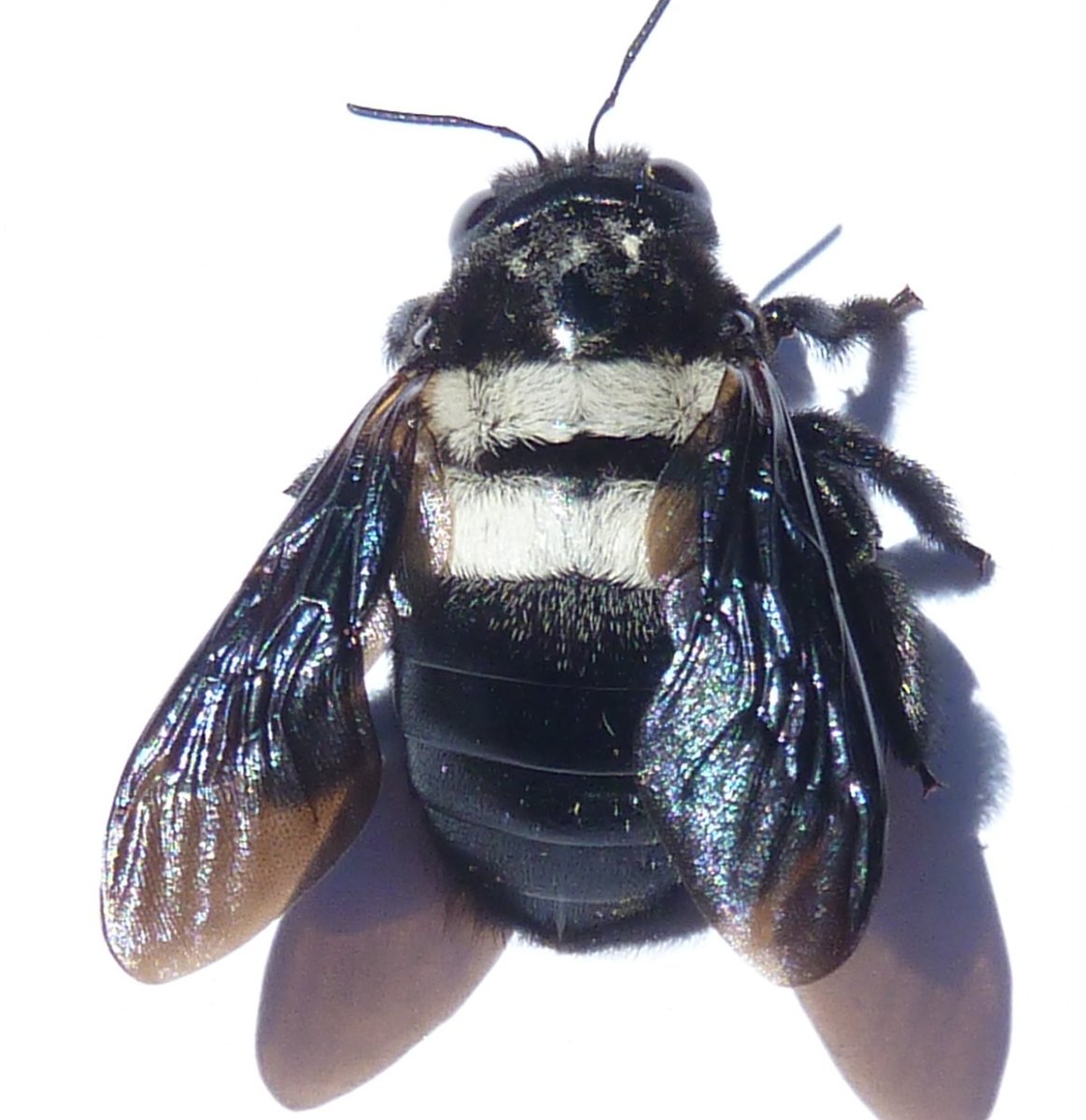 Xylocopa caffra