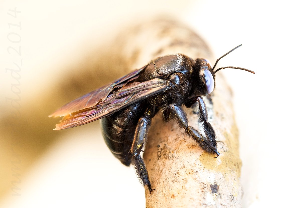 Пчела плотник размер