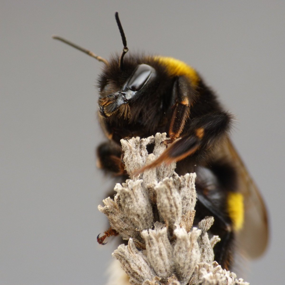 Шмель и пчела