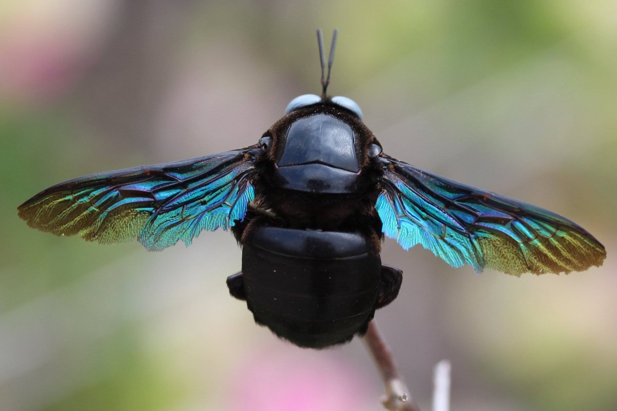Шмель-плотник фиолетовый( Xylocopa violacea )
