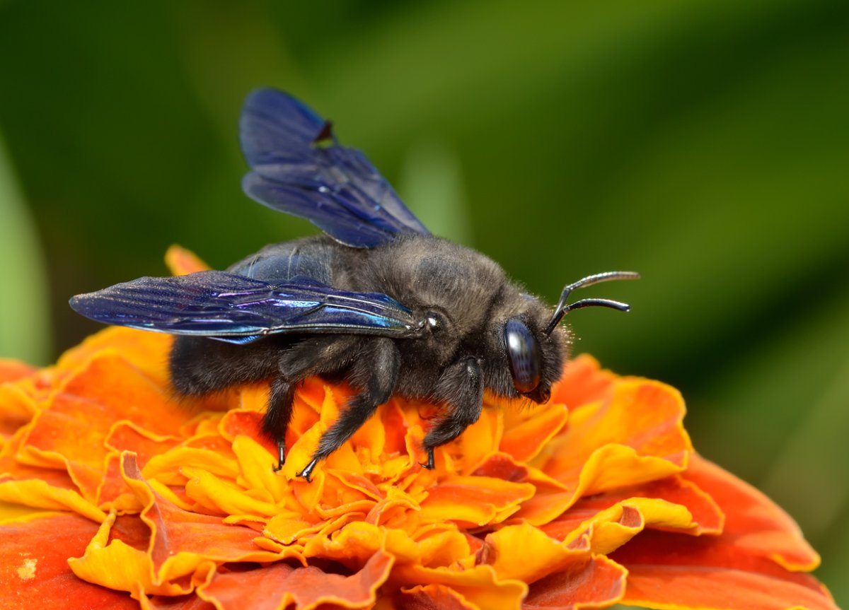 Пчела-плотник обыкновенная