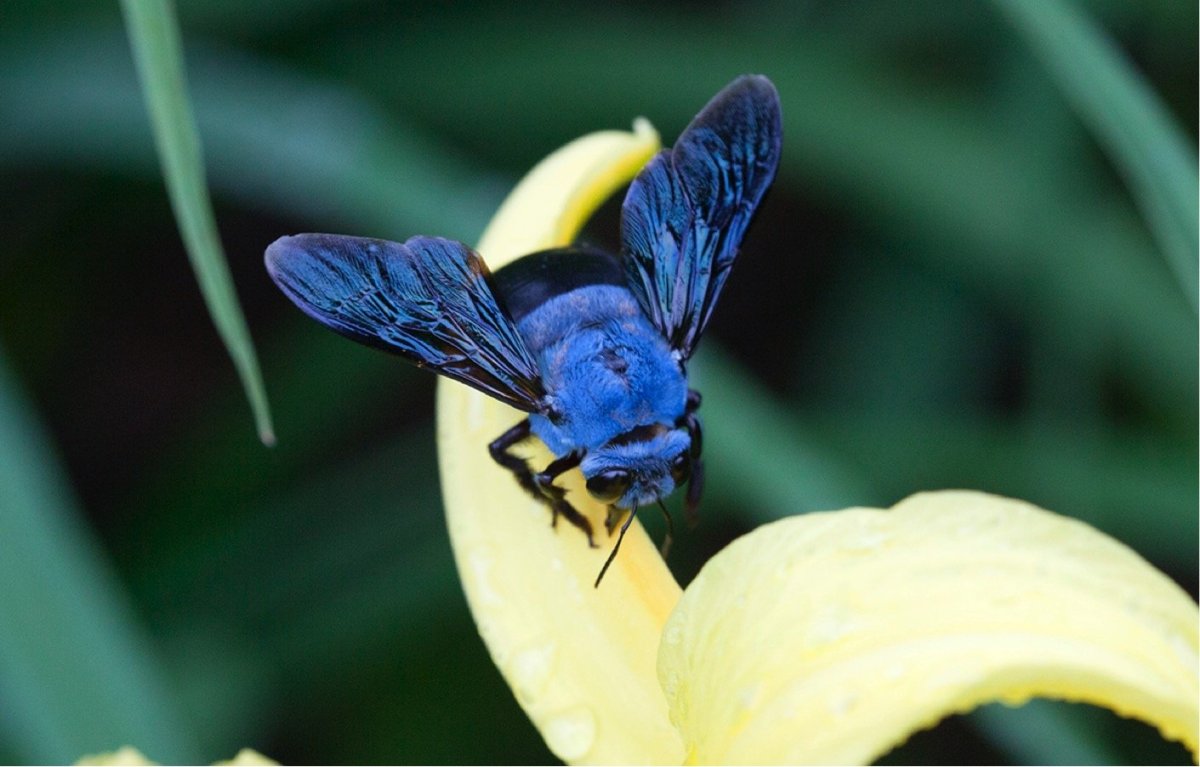 Blue Carpenter Bee