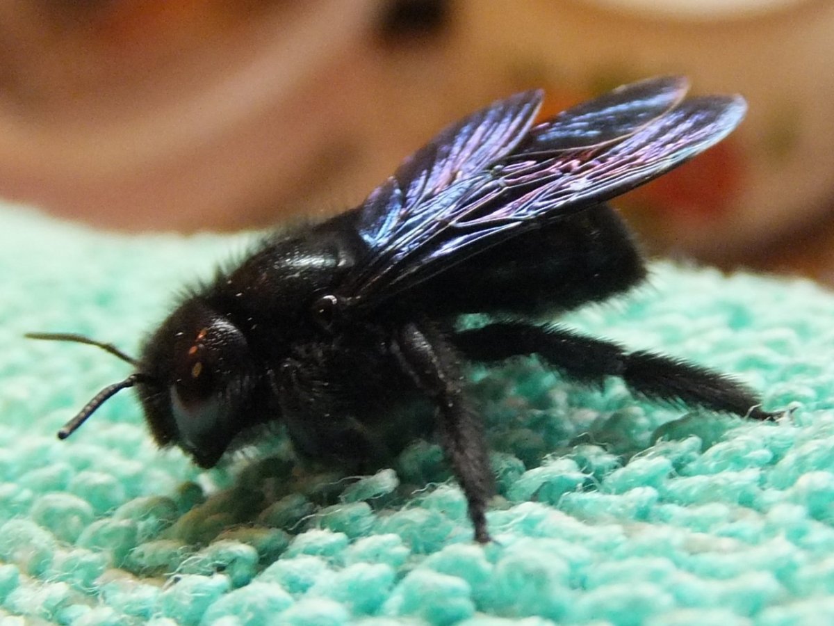 Пчела-плотник Xylocopa