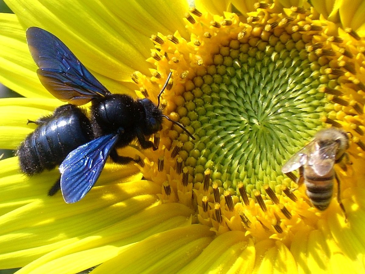 Плотницкая пчела