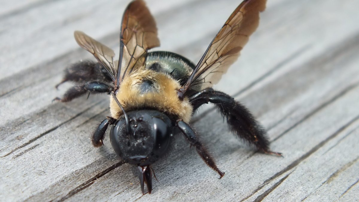 Carpenter Bee