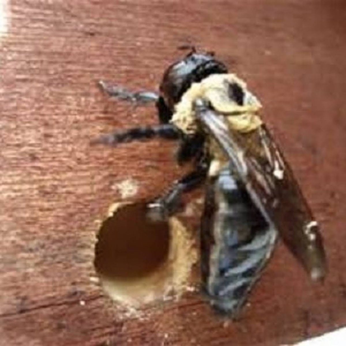 Древесная пчела