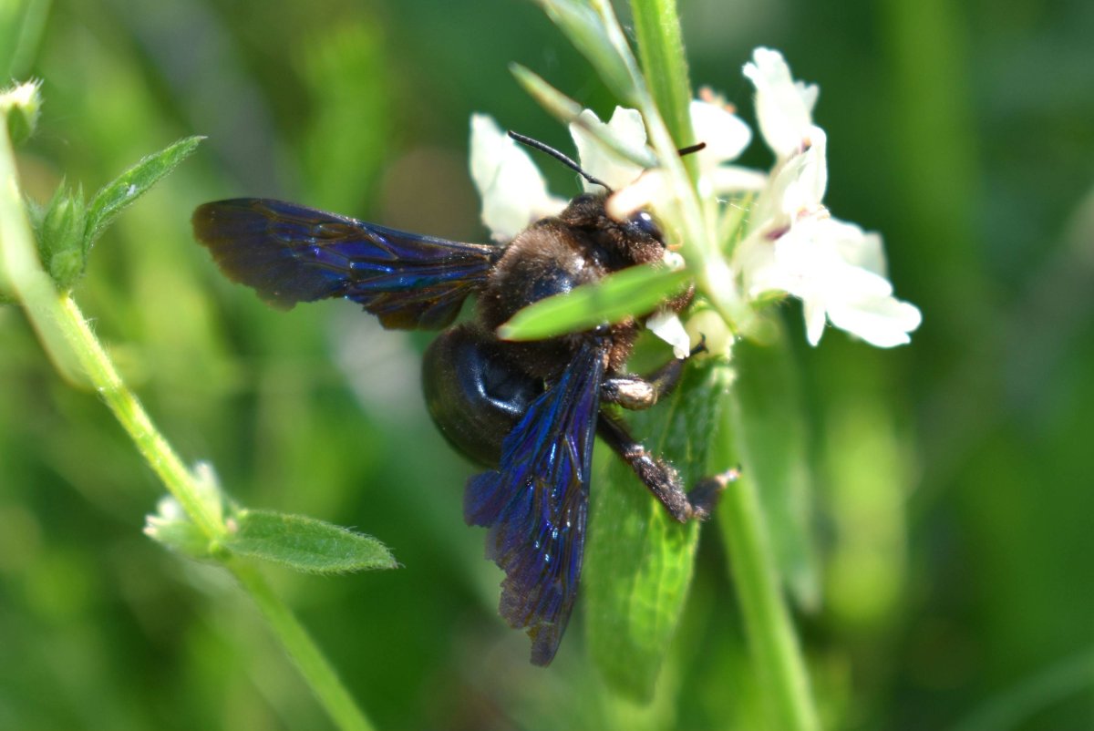 Пчела-плотник Xylocopa
