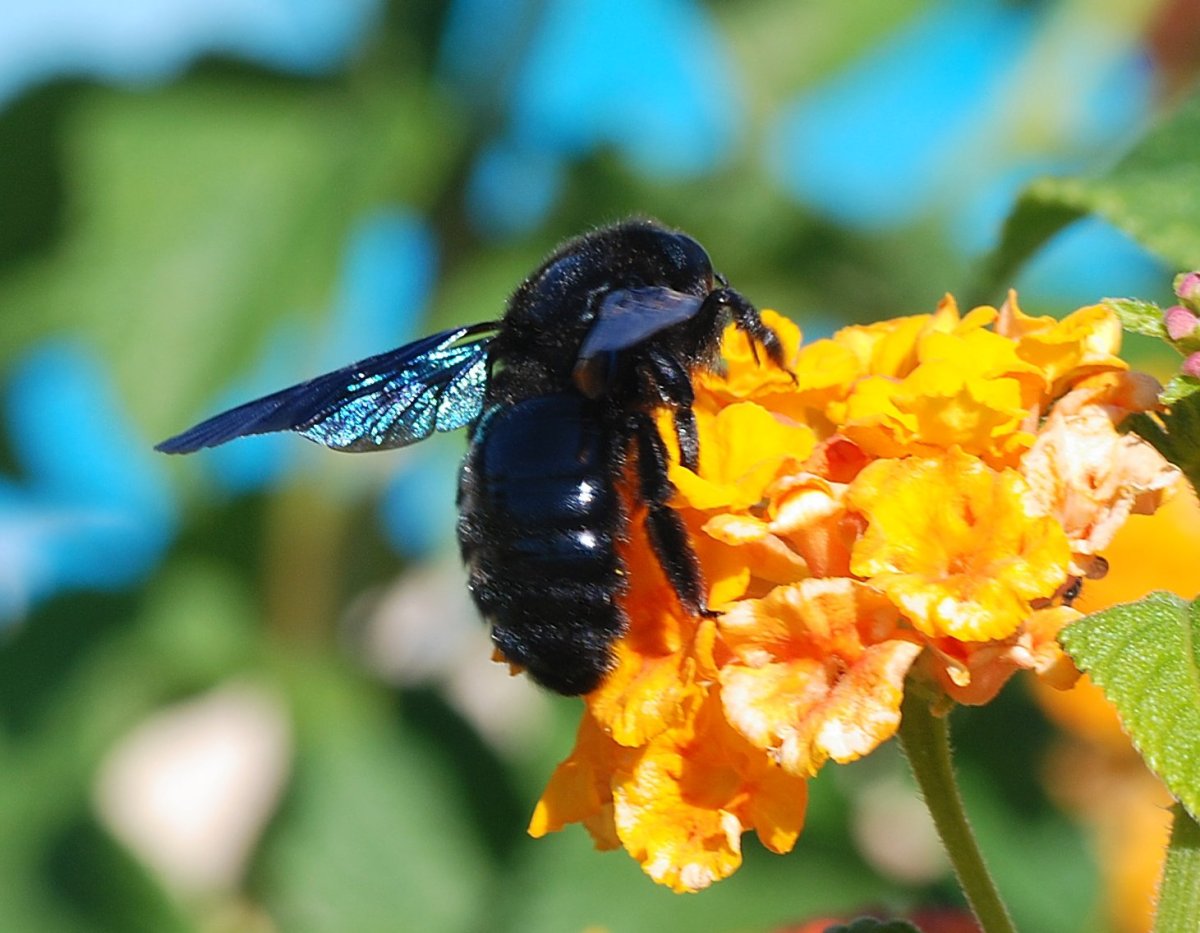 Xylocopa violacea