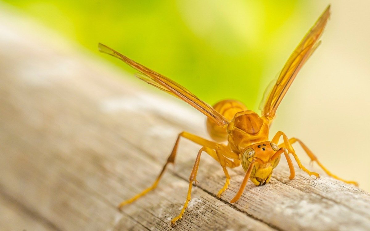 Желтая оса маврикий шершень