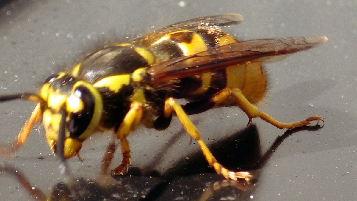 Шершень Yellow Jacket